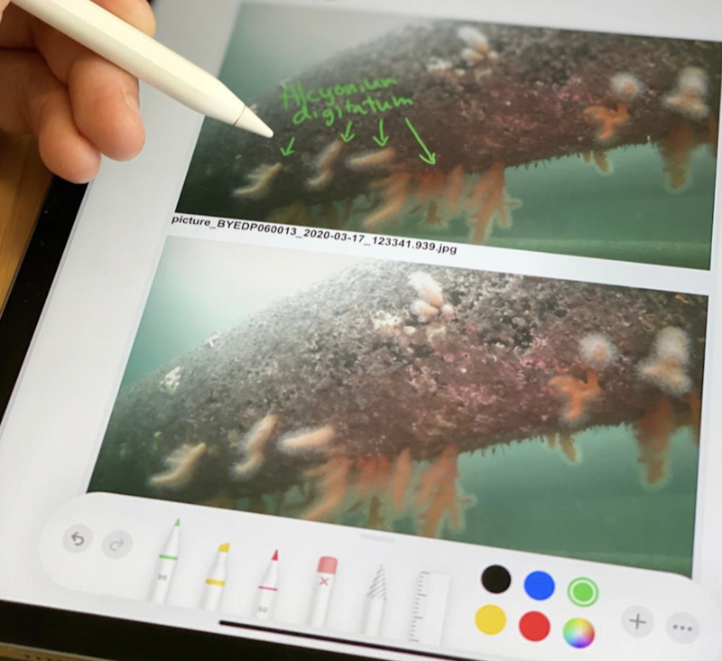 Annotated findings on tablet